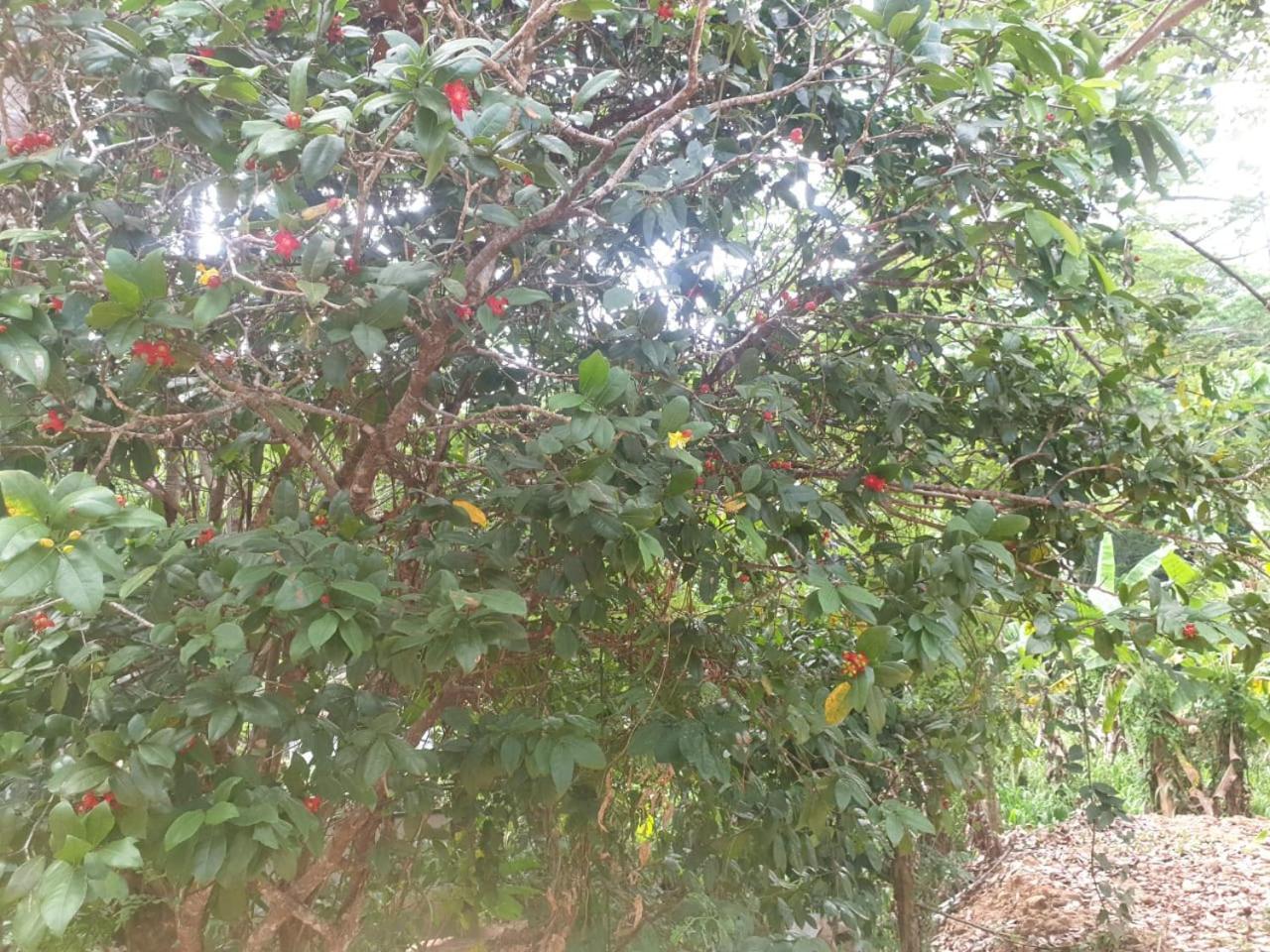 Dillenia Canopy Mirissa Zewnętrze zdjęcie