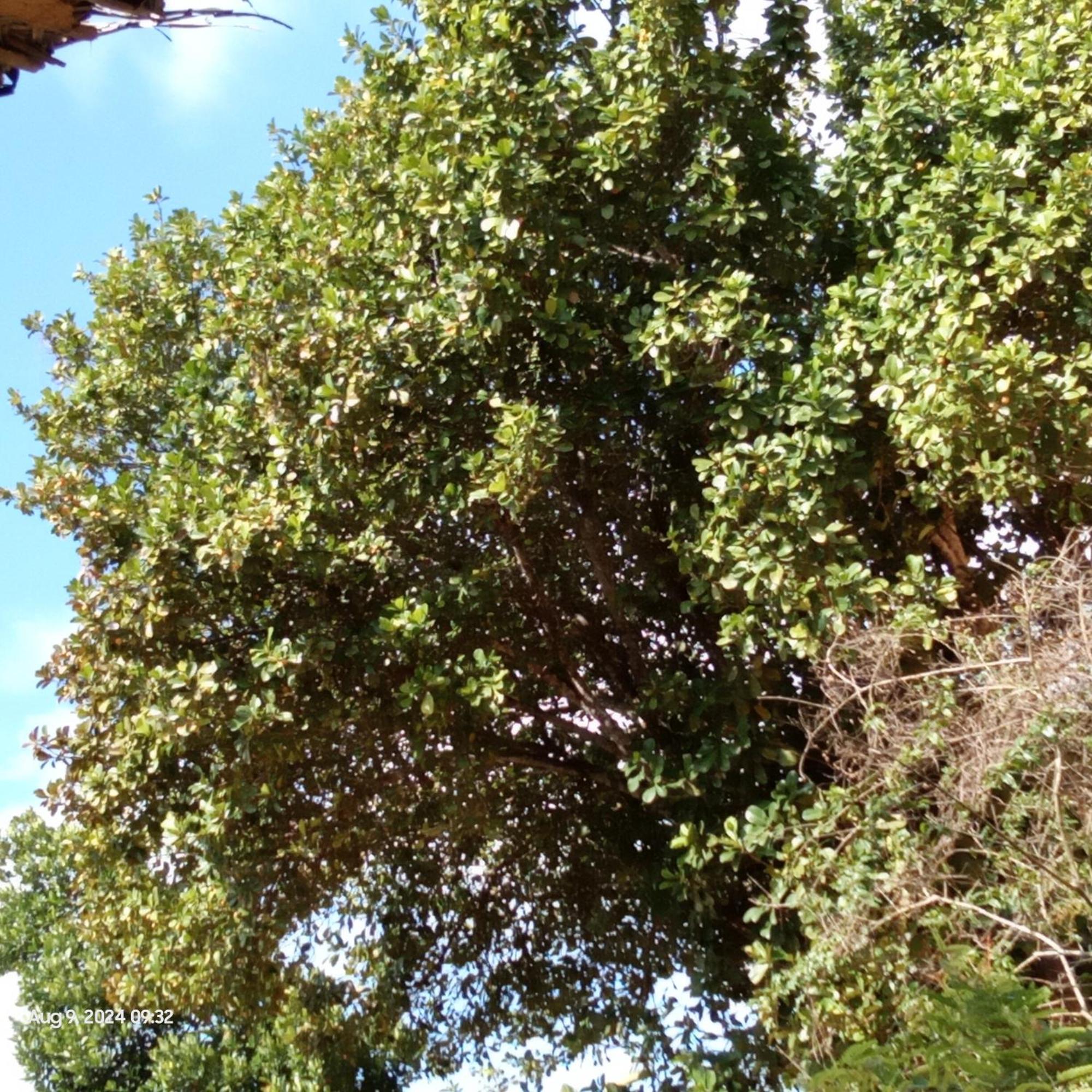 Dillenia Canopy Mirissa Zewnętrze zdjęcie